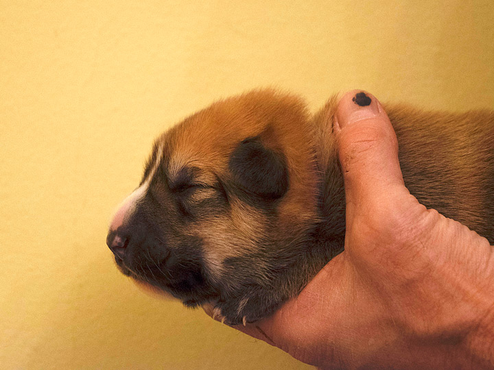 chinook puppy